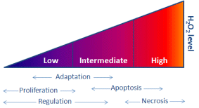 Is H2O2 a toxic or an useful metabolite?